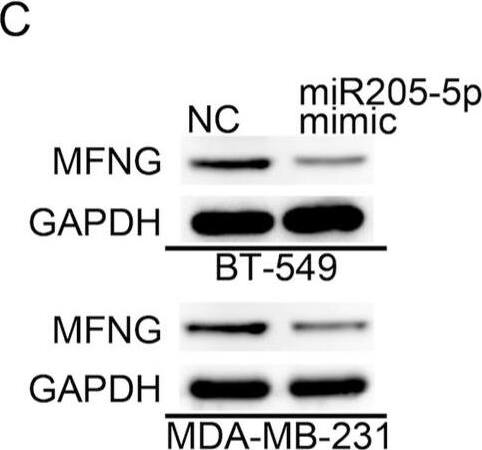 Western Blot MFNG Antibody - BSA Free