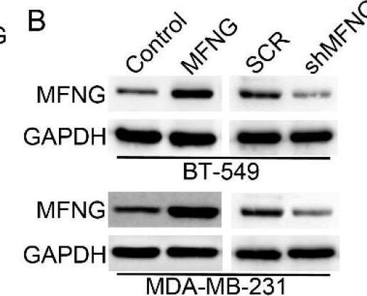 Western Blot MFNG Antibody - BSA Free