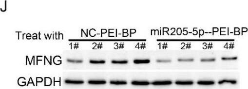 Western Blot MFNG Antibody - BSA Free