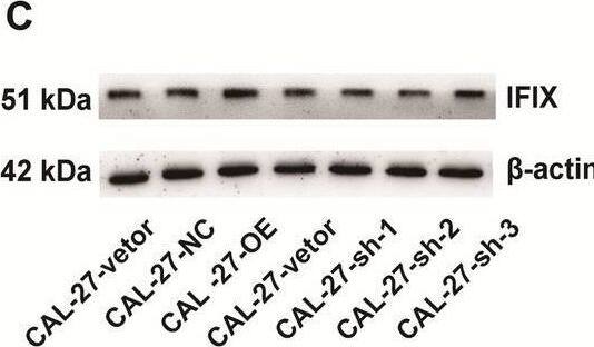 Western Blot PYHIN1 Antibody - BSA Free