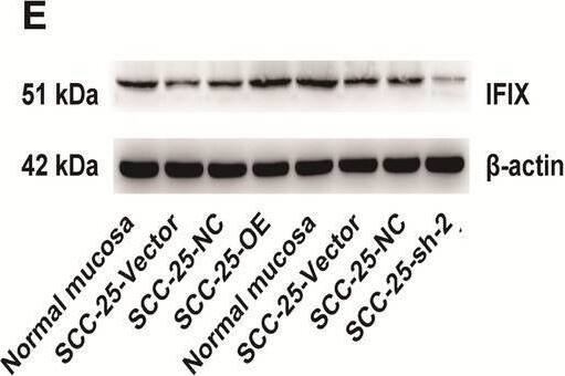 Western Blot PYHIN1 Antibody - BSA Free