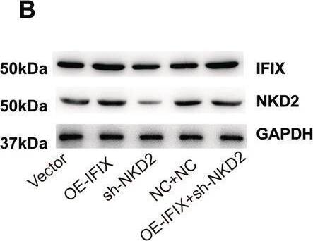 Western Blot PYHIN1 Antibody - BSA Free
