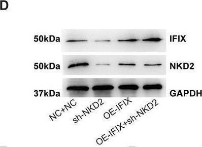 Western Blot PYHIN1 Antibody - BSA Free