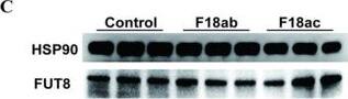 The relationship between the expression of FUT8 and E. coli infection was analyzed at the tissue and cell levels. (A) Expression of the FUT8 gene in 12 tissues of 35-day-old Meishan pigs. (B) Differential expression analysis of the FUT8 gene in intestinal tissues between E. coli F18-resistant and -sensitive Meishan piglets. (C) Expression levels of FUT8 in IPEC-J2 cells with E. coli infection were determined by Western blotting. (D) FUT8 expression analysis in IPEC-J2 cells was determined using Western blotting, which was induced by 1 ug/mL LPS at 0 h, 2 h, 4 h, and 6 h. (E) Expression of FUT8 in IPEC-J2 cells with E. coli infection was determined by RT-qPCR testing. (F) FUT8 expression in IPEC-J2 cells with 1 ug/mL LPS at 0 h, 2 h, 4 h, and 6 h induction was determined using RT-qPCR testing. * Represents a significant difference (p < 0.05) and ** represents an extremely significant difference (p < 0.01). Image collected and cropped by CiteAb from the following open publication (//pubmed.ncbi.nlm.nih.gov/36499043), licensed under a CC-BY license. Not internally tested by Novus Biologicals.