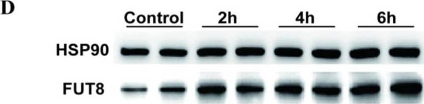 The relationship between the expression of FUT8 and E. coli infection was analyzed at the tissue and cell levels. (A) Expression of the FUT8 gene in 12 tissues of 35-day-old Meishan pigs. (B) Differential expression analysis of the FUT8 gene in intestinal tissues between E. coli F18-resistant and -sensitive Meishan piglets. (C) Expression levels of FUT8 in IPEC-J2 cells with E. coli infection were determined by Western blotting. (D) FUT8 expression analysis in IPEC-J2 cells was determined using Western blotting, which was induced by 1 ug/mL LPS at 0 h, 2 h, 4 h, and 6 h. (E) Expression of FUT8 in IPEC-J2 cells with E. coli infection was determined by RT-qPCR testing. (F) FUT8 expression in IPEC-J2 cells with 1 ug/mL LPS at 0 h, 2 h, 4 h, and 6 h induction was determined using RT-qPCR testing. * Represents a significant difference (p < 0.05) and ** represents an extremely significant difference (p < 0.01). Image collected and cropped by CiteAb from the following open publication (//pubmed.ncbi.nlm.nih.gov/36499043), licensed under a CC-BY license. Not internally tested by Novus Biologicals.