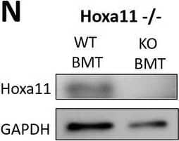 Western Blot HOXA11 Antibody - BSA Free