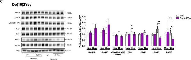 Altered abundance of glutamate receptor subunits in HPC synaptosomes from Dp1Tyb, Dp(17)3Yey, and Dp(10)2Yey male mice. (A–C) HPC synaptosomes from the indicated mouse strains were analyzed by immunoblotting for glutamate receptor subunits and PSD95. Example immunoblots are shown on the left and mean +/- SEM protein abundance on the right, normalized to  beta -actin (or to GluA1 or GluN2B in case of phosphorylation levels of the respective receptor) and then to the mean signal in WT mice. Immunoblots show analysis of HPC synaptosome extracts from 2 to 5 mice of each genotype. Compared to WT littermates, mutant Dp1Tyb mice displayed lower hippocampal expression of GluA1, pGluA1(S845), and PSD95 (Student’s t-test, *p  0.05) (C). 21-month-old Dp1Tyb: n = 6 WT, 5 Dp1Tyb; 21-month-old Dp(17)3Yey: n = 9 WT, 12 Dp(17)3Yey; 14-month-old Dp(10)2Yey: n = 9 WT, 11 Dp(10)2Yey; 22-month-old Dp(10)2Yey: n = 6 WT, 10 Dp(10)2Yey. Image collected and cropped by CiteAb from the following open publication (//www.frontiersin.org/articles/10.3389/fnbeh.2024.1428146/full), licensed under a CC-BY license. Not internally tested by Novus Biologicals.