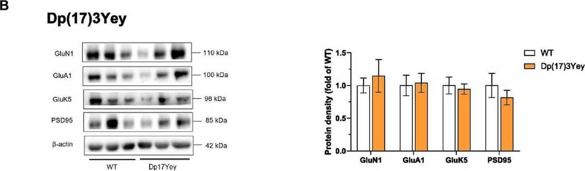 Altered abundance of glutamate receptor subunits in HPC synaptosomes from Dp1Tyb, Dp(17)3Yey, and Dp(10)2Yey male mice. (A–C) HPC synaptosomes from the indicated mouse strains were analyzed by immunoblotting for glutamate receptor subunits and PSD95. Example immunoblots are shown on the left and mean +/- SEM protein abundance on the right, normalized to  beta -actin (or to GluA1 or GluN2B in case of phosphorylation levels of the respective receptor) and then to the mean signal in WT mice. Immunoblots show analysis of HPC synaptosome extracts from 2 to 5 mice of each genotype. Compared to WT littermates, mutant Dp1Tyb mice displayed lower hippocampal expression of GluA1, pGluA1(S845), and PSD95 (Student’s t-test, *p  0.05) (C). 21-month-old Dp1Tyb: n = 6 WT, 5 Dp1Tyb; 21-month-old Dp(17)3Yey: n = 9 WT, 12 Dp(17)3Yey; 14-month-old Dp(10)2Yey: n = 9 WT, 11 Dp(10)2Yey; 22-month-old Dp(10)2Yey: n = 6 WT, 10 Dp(10)2Yey. Image collected and cropped by CiteAb from the following open publication (//www.frontiersin.org/articles/10.3389/fnbeh.2024.1428146/full), licensed under a CC-BY license. Not internally tested by Novus Biologicals.