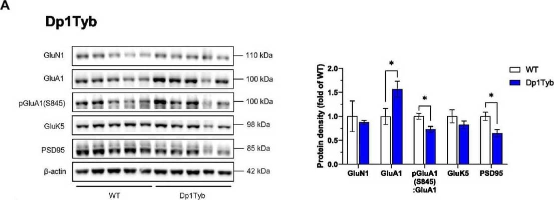 Altered abundance of glutamate receptor subunits in HPC synaptosomes from Dp1Tyb, Dp(17)3Yey, and Dp(10)2Yey male mice. (A–C) HPC synaptosomes from the indicated mouse strains were analyzed by immunoblotting for glutamate receptor subunits and PSD95. Example immunoblots are shown on the left and mean +/- SEM protein abundance on the right, normalized to  beta -actin (or to GluA1 or GluN2B in case of phosphorylation levels of the respective receptor) and then to the mean signal in WT mice. Immunoblots show analysis of HPC synaptosome extracts from 2 to 5 mice of each genotype. Compared to WT littermates, mutant Dp1Tyb mice displayed lower hippocampal expression of GluA1, pGluA1(S845), and PSD95 (Student’s t-test, *p  0.05) (C). 21-month-old Dp1Tyb: n = 6 WT, 5 Dp1Tyb; 21-month-old Dp(17)3Yey: n = 9 WT, 12 Dp(17)3Yey; 14-month-old Dp(10)2Yey: n = 9 WT, 11 Dp(10)2Yey; 22-month-old Dp(10)2Yey: n = 6 WT, 10 Dp(10)2Yey. Image collected and cropped by CiteAb from the following open publication (//www.frontiersin.org/articles/10.3389/fnbeh.2024.1428146/full), licensed under a CC-BY license. Not internally tested by Novus Biologicals.