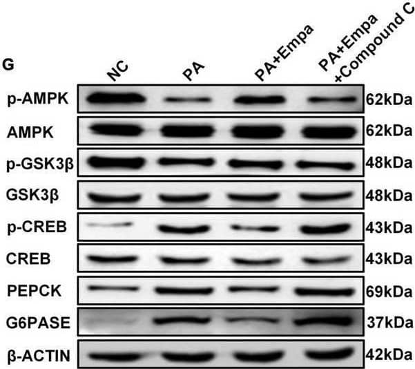 Western Blot G6PC Antibody - BSA Free
