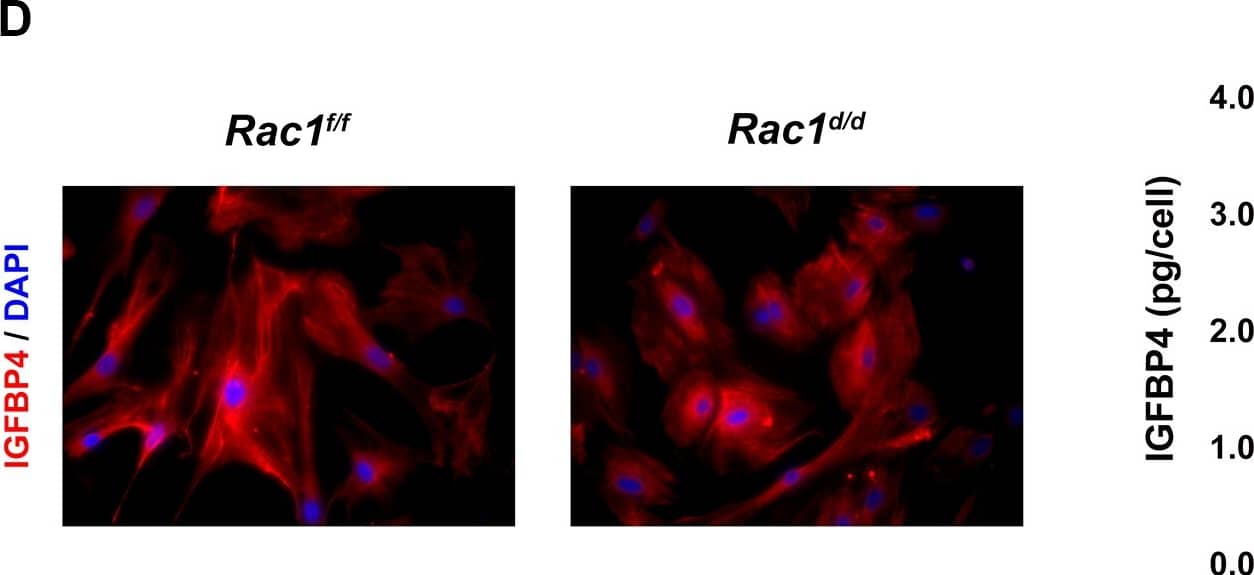 Rac1 regulates vesicular exocytosis in decidual cells by controlling Rab27b.(A & B) Expression of Rab27b mRNA and protein is downregulated in Rac1-null stromal cells. (A) qPCR was performed to monitor the expression of Rab27a and Rab27b in the uteri of Rac1f/f and Rac1d/d mice on day 8 of pregnancy. Data represent mean +/- SEM from four separate samples and were analyzed by t-test. Asterisks indicate statistically significant differences (***P < 0.001). (B) IF of RAB27B in Rac1f/f and Rac1d/d uteri on day 8 of pregnancy. AMD, MD, and E denote antimesometrial decidua, mesometrial decidua, and embryo respectively. (C & D) Secretions by decidual cells are reduced in the conditioned media of Rac1-null stromal cells. Stromal cells isolated from Rac1f/f and Rac1d/d uteri on day 4 of pregnancy were cultured for 96 hours, fixed and subjected to IF using VEGFA (C, Left) and IGFBP4 (D, Left) antibodies. Conditioned media from cultured stromal cells isolated from Rac1f/f and Rac1d/d uteri were analyzed for VEGFA (C, Right) and IGFBP4 (D, Right) by ELISA. Data represent mean +/- SEM from three separate samples and were analyzed by two-way ANOVA with Bonferroni post-test. Asterisks indicate statistically significant differences (*P < 0.05, **P < 0.01, and ***P < 0.001). Image collected and cropped by CiteAb from the following open publication (//pubmed.ncbi.nlm.nih.gov/26305333), licensed under a CC-BY license. Not internally tested by Novus Biologicals.