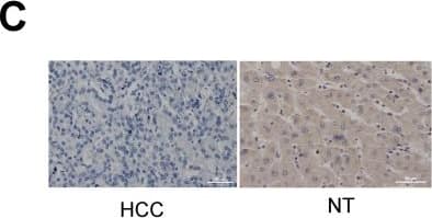 Immunohistochemistry-Paraffin PCNA associated factor Antibody - BSA Free