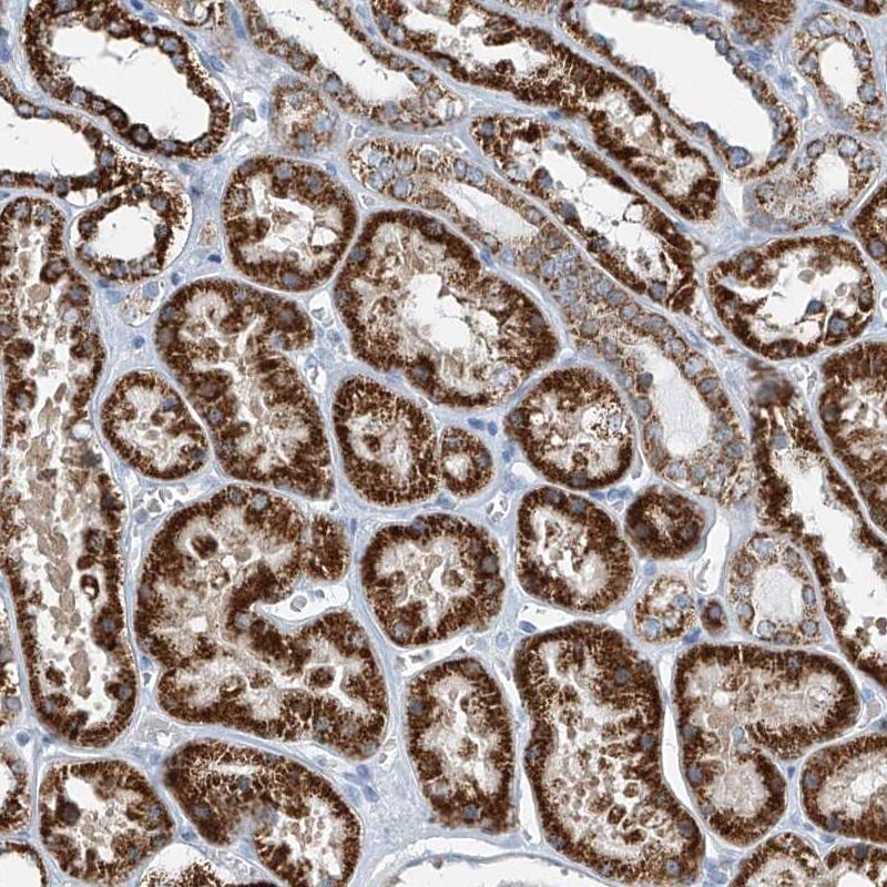 Immunohistochemistry-Paraffin FGD2 Antibody - BSA Free