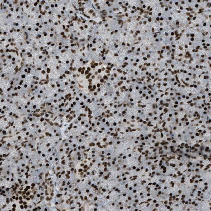 Immunohistochemistry-Paraffin ZFR Antibody - BSA Free