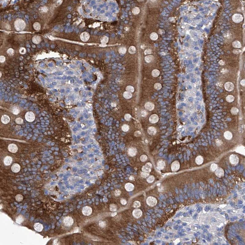 Staining of human duodenum shows cytoplasmic positivity in glandular cells.