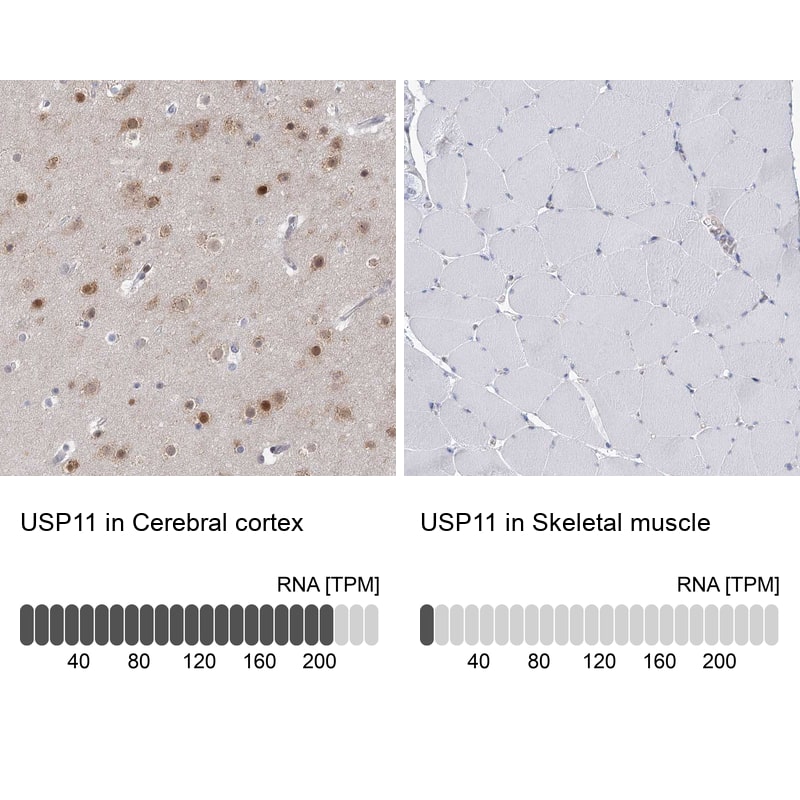 <b>Orthogonal Strategies Validation. </b>Analysis in human cerebral cortex and skeletal muscle tissues. Corresponding RNA-seq data are presented for the same tissues.