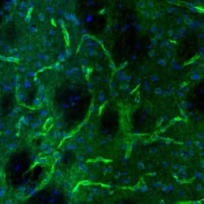 Staining of mouse caudate putamen shows positivity in blood vessels.