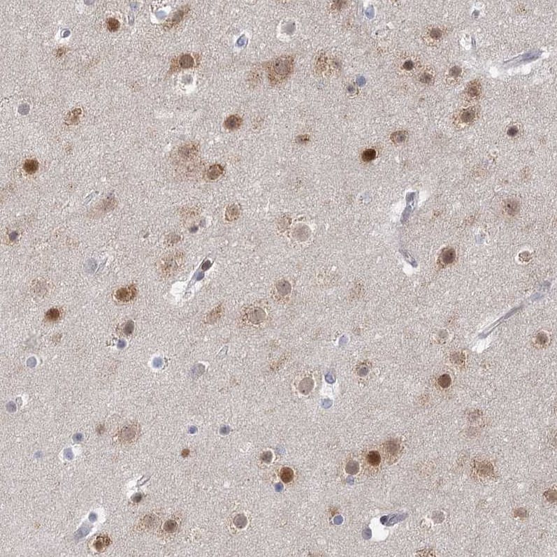 Staining of human cerebral cortex shows moderate to strong nuclear positivity in neurons.