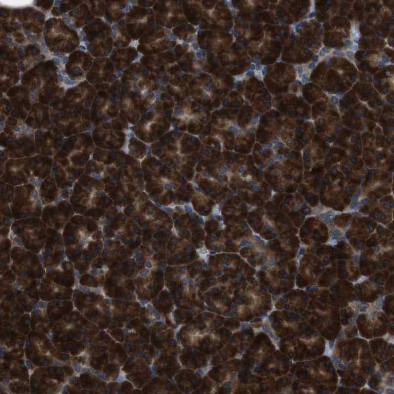 Staining of human pancreas shows strong cytoplasmic positivity in exocrine glandular cells.
