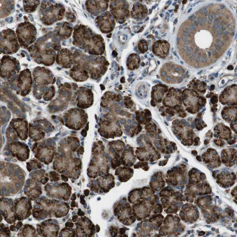 Staining of human salivary gland shows strong granular cytoplasmic positivity in glandular cells.
