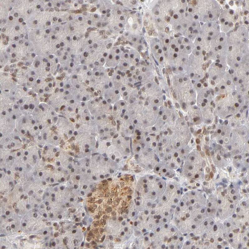 Staining of human pancreas shows weak nuclear/cytoplasmic positivity in exocrine glandular cells and endocrine glandular cells.