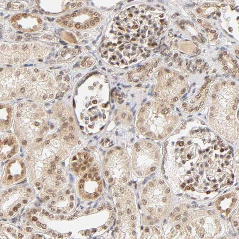 Staining of human kidney shows moderate nuclear/cytoplasmic positivity in cells in tubules and cells in glomeruli.