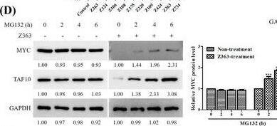 Western Blot TAF10 Antibody - BSA Free
