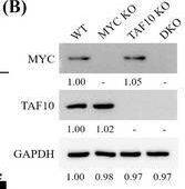 Co‐inhibition of MYC and TAF10 causes synergistic reduction of cell proliferation and tumour growth. (A) Cells (WT, TAF10 KO) were treated with different doses of Z363 for 24 h. Cell proliferation was determined by the CCK‐8 assay. (B) Knockout reliability was detected by Western blotting. (C) The proliferation of wild‐type cells (WT), single and double KO cells (MYC KO, TAF10 KO, DKO) and Z363‐treated cells were detected by Ki67 ELISA kit. (D) The apoptosis of wild‐type cells (WT), single and double KO cells (MYC KO, TAF10 KO, DKO) and Z363‐treated cells were detected by flow cytometry. (E) Cell apoptosis‐related proteins levels were detected by Western blotting. (F) The migration of wild‐type cells (WT), single and double KO cells (MYC KO, TAF10 KO, DKO), and Z363‐treated cells were detected by a Transwell migration assay. Scale bar, 20 μm. (G) Representative images showing xenograft tumours at day 28 post‐subcutaneous injection (n = 5). (H and I) Tumours were measured and depicted as tumour volume (H) or tumour weight (I). Data shown in A were analysed by two‐way ANOVA. Data shown in C, D, F, H and I were analysed by one‐way ANOVA. Flow cytometry, transwell and blots were representative of three independent experiments. All data are presented as the mean +/- SEM of n = 3. ***p < .001, **p < .01, *p < .05 Image collected and cropped by CiteAb from the following open publication (//pubmed.ncbi.nlm.nih.gov/36639831), licensed under a CC-BY license. Not internally tested by Novus Biologicals.