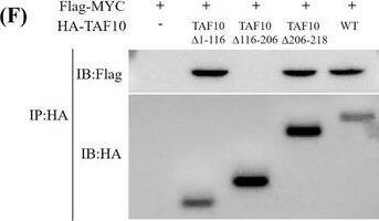 TAF10 promotes cancer cell proliferation and migration. (A and B) MCF7 cells were transfected with Flag‐labelled MYC and HA‐labelled TAF10, and the interaction between MYC and TAF10 was detected by Co‐IP. (C) Endogenous interaction of MYC and TAF10 was tested in MCF7 cells. (D) Schematic representation of MYC mutants. (E) Schematic representation of TAF10 mutants. Co‐IP was used to detect the interaction between the TAF10 mutants and MYC in MCF7 cells. Co‐IP was used to detect the interaction. (G) Interaction between the MYC mutants and TAF10 in MCF7 cells was detected using Co‐IP. (H) MCF7 cells were co‐transfected with empty vector (Vec) and HA‐labelled TAF10 wild‐type (HA‐TAF10 WT) or mutants (HA‐TAF10  delta 1‐116, HA‐TAF10  delta 116‐206, HA‐TAF10  delta 206‐218). The MYC promoter activity was analysed using the dual luciferase reporter assay 24 h later. (I) Overexpression of TAF10 assessed the capacity for colony formation. MCF7 cells were transfected with either Control‐vec or HA‐TAF10. The ability of cells to form colonies was measured using crystal violet staining. (J) Overexpression of TAF10 measured the migration capacity of cells. MCF7 cells were transfected with either Control‐vec or HA‐TAF10. Transwell assays were used to assess the migration capacity of cells. Scale bar, 20 μm. Data shown in H were analysed by one‐way ANOVA. Data shown in I and J were analysed by t‐test. The blots represented three independent experiments. All data are presented as the mean +/- SEM of n = 3. ***p < .001, **p < .01, ns, no significance Image collected and cropped by CiteAb from the following open publication (//pubmed.ncbi.nlm.nih.gov/36639831), licensed under a CC-BY license. Not internally tested by Novus Biologicals.