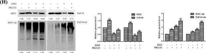 Z363 promotes MYC and TAF10 degradation. (A) Identification of small inhibitory molecules for MYC. (B) MCF7 cells were treated with Z363 (0, 2.5, 7.5 and 15 μg/ml) for 24 h. The protein levels of MYC and TAF10 were analysed by Western blotting. (C) MCF7 cells were treated with Z363 (7.5 μg/ml) for 0, 6, 12 and 24 h. Furthermore, the protein levels of MYC and TAF10 were analysed by Western blotting. (D) MCF7 cells were treated with 25 μM MG132 at the indicated time points, followed by treatment with or without Z363 (7.5 μg/ml) for 24 h, and MYC and TAF10 expressions were analysed by Western blotting. (E) Western blots for MYC, phosphorylated MYC T58 and S62 in MCF7 cells treated with Z363 at the times indicated. (F) Ratios of pT58 or pS62 to total MYC protein levels from the experiment (E). (G) IF staining for Ki67 and pT58 in Z363‐treated MCF7 cells, scale bar, 10 μm. (H) MCF7 cells were treated with 25 μM MG132 for 2 h, followed by Z363 treatment (7.5 μg/ml) for 24 h. Expressions of MYC and TAF10 were assessed using Western blot analysis. Data shown in F were analysed by two‐way ANOVA. Fluorescence images and blots were representative of three independent experiments. All data are presented as the mean +/- SEM of n = 3. ***p < .001, ns, no significance Image collected and cropped by CiteAb from the following open publication (//pubmed.ncbi.nlm.nih.gov/36639831), licensed under a CC-BY license. Not internally tested by Novus Biologicals.