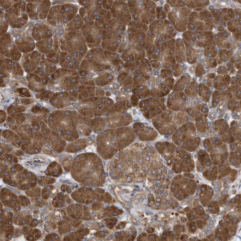 Staining of human pancreas shows strong cytoplasmic positivity in exocrine glandular cells.