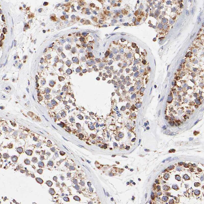 Staining of human testis shows positivity in cells in seminiferous ducts.