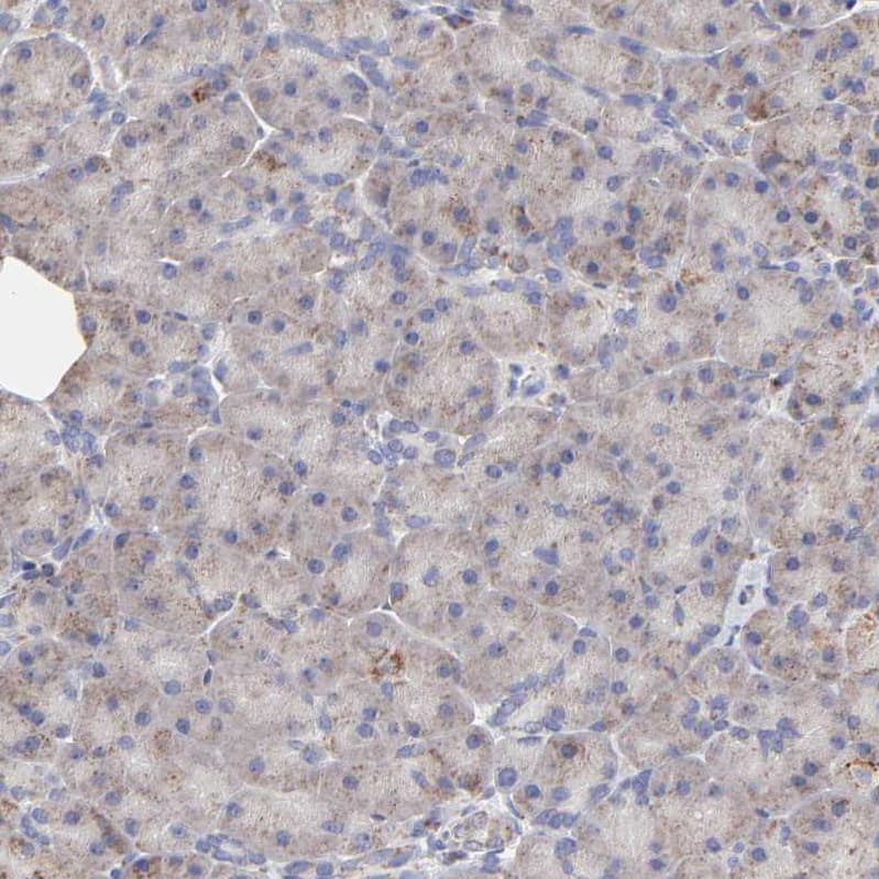 Staining of human pancreas shows weak granular cytoplasmic positivity in exocrine glandular cells.