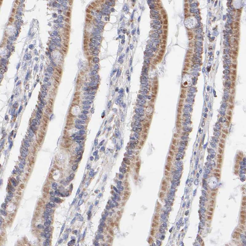 Staining of human duodenum shows granular cytoplasmic positivity in glandular cells.