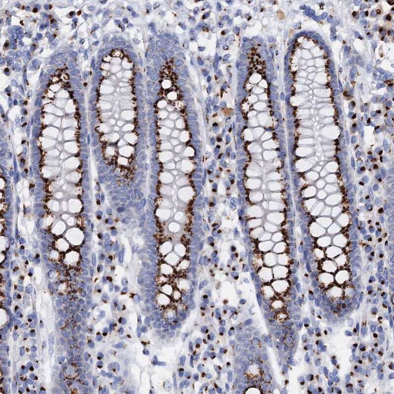 Staining of human colon shows strong positivity in cytoplasm granular in glandular cells.