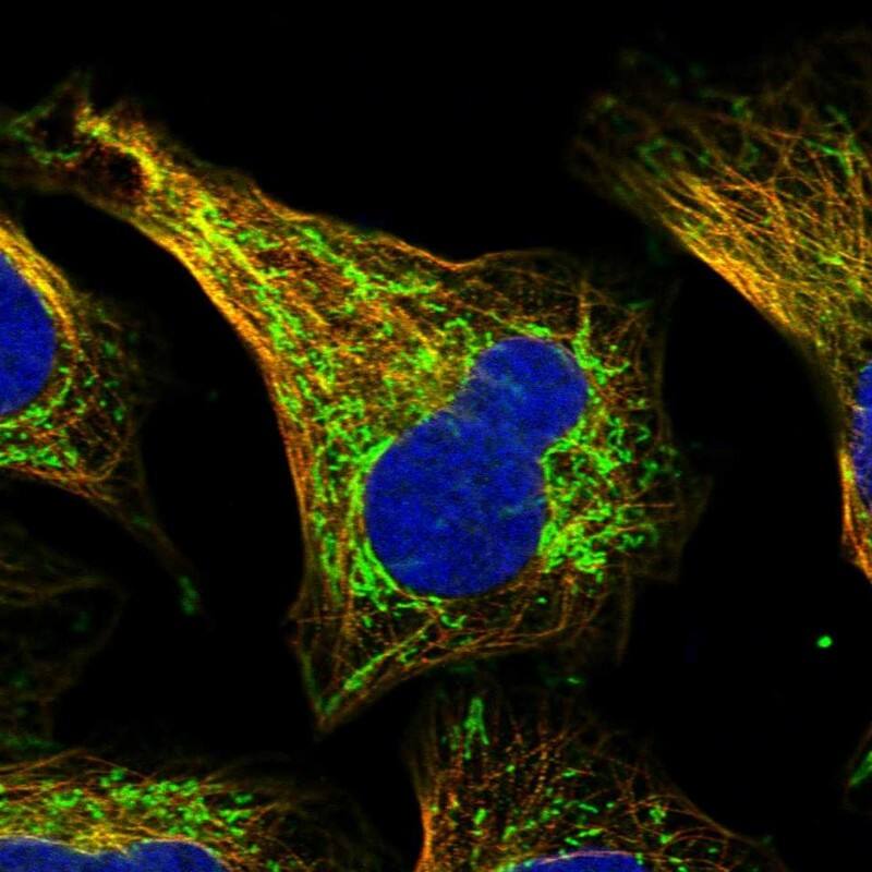 Staining of human cell line U-2 OS shows localization to mitochondria & microtubules.