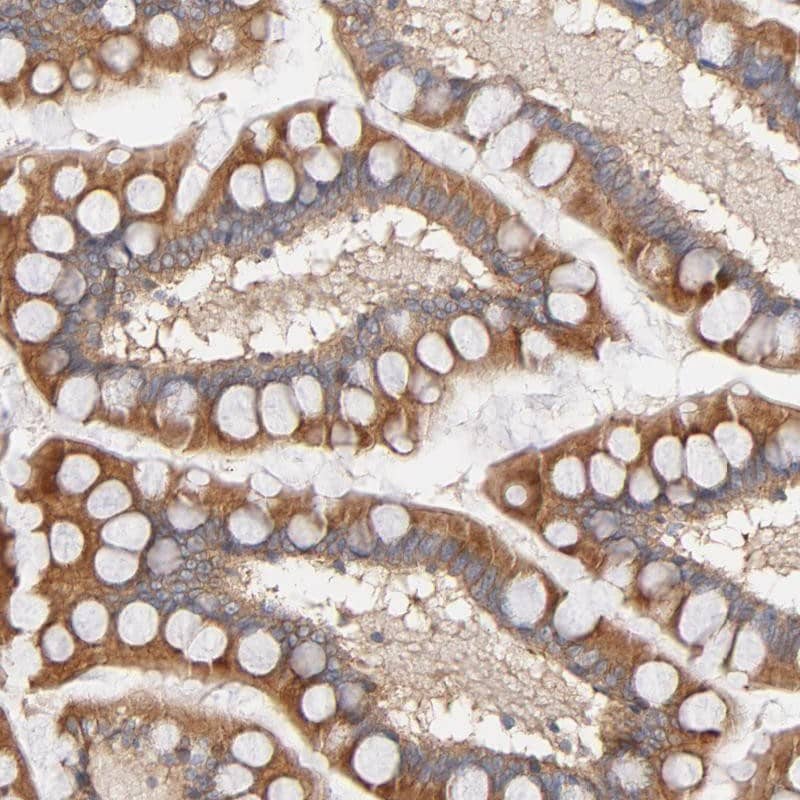Staining of human small intestine shows strong cytoplasmic positivity in glandular cells.