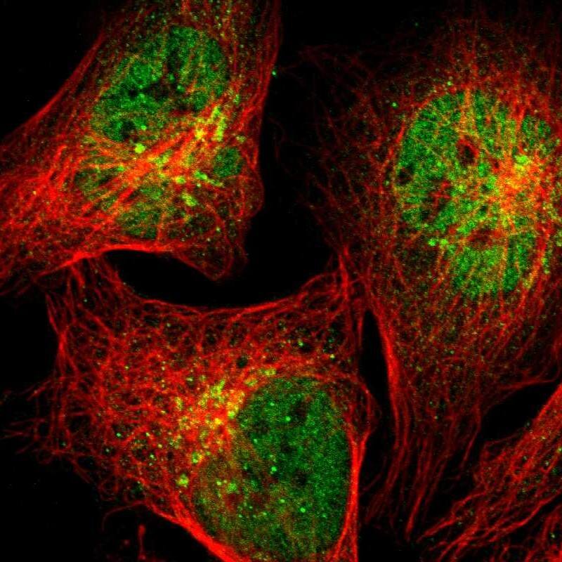 Staining of human cell line U-2 OS shows localization to nucleoplasm & the Golgi apparatus.