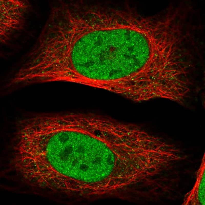 Immunocytochemistry/ Immunofluorescence RSC1A1 Antibody - BSA Free