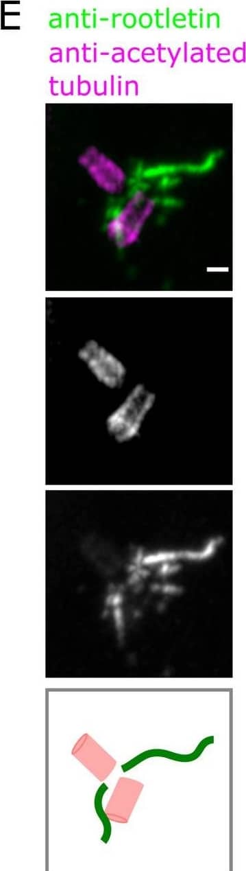Endogenous cNap1 bridges proximal centrioles at the nanoscale. (A–C) U-ExM of centrioles labelled with anti-acetylated tubulin antibody (pink) and cNap1 labelled with anti-cNap1 antibody (grey). The images show single Airyscan z-slices. Cartoons depict simplified centriole and cNap1 orientations. (D) ExM of centrioles labelled with anti-acetylated tubulin antibody (pink) and cNap1 labelled with anti-cNap1 antibody (grey) in a ciliated HPNE cell. The image shows a maximum intensity projection from 3D data. The cartoon depicts only the ciliary base region for simplicity. (E) U-ExM of rootlets stained with anti-rootletin antibody (green) and centrioles stained with anti-acetylated tubulin antibody (pink). (F) U-ExM of rootlets stained with anti-rootletin antibody (green) and centrioles stained with gamma-tubulin antibody (yellow). Single z-slices are shown. Panels (A), (C), (E), (F) show wild-type U2OS, (B) is endogenously tagged cNap1-mScarlet-I U2OS and (D) shows hTERT-HPNE cells. Across all panels, the scale is 200 nm, and each column represents a different cell. Data underlying this figure can be found in S2 Fig. U-ExM, ultra-expansion microscopy. Image collected and cropped by CiteAb from the following open publication (//pubmed.ncbi.nlm.nih.gov/36282799), licensed under a CC-BY license. Not internally tested by Novus Biologicals.