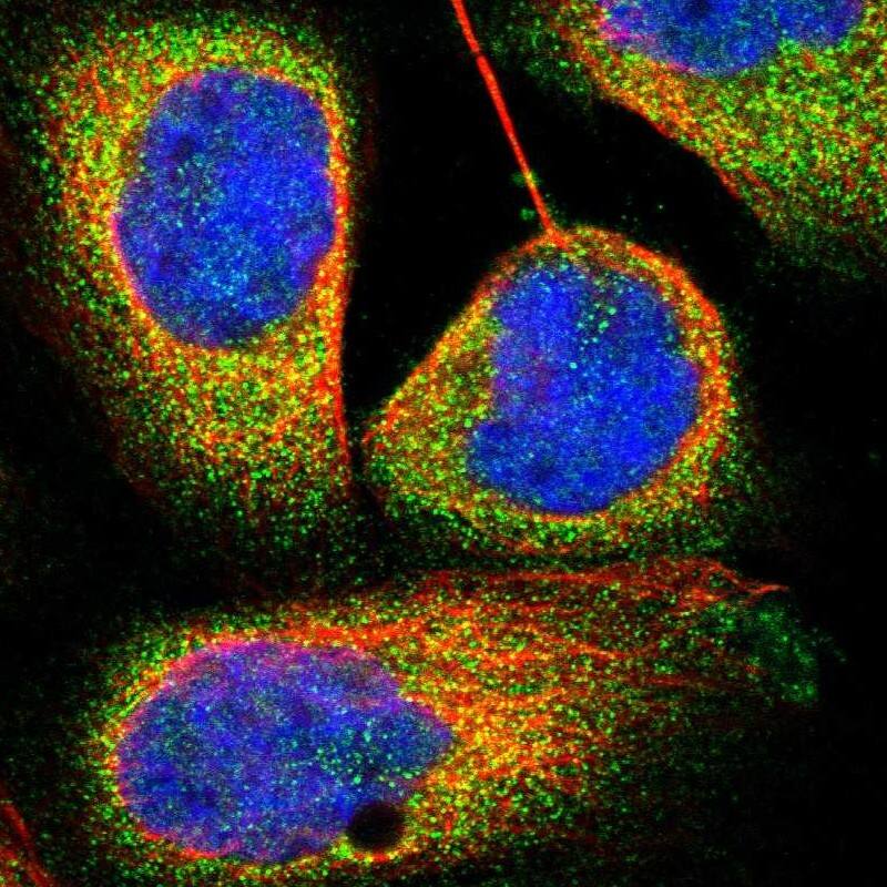 Immunocytochemistry/ Immunofluorescence TRIM4 Antibody - BSA Free
