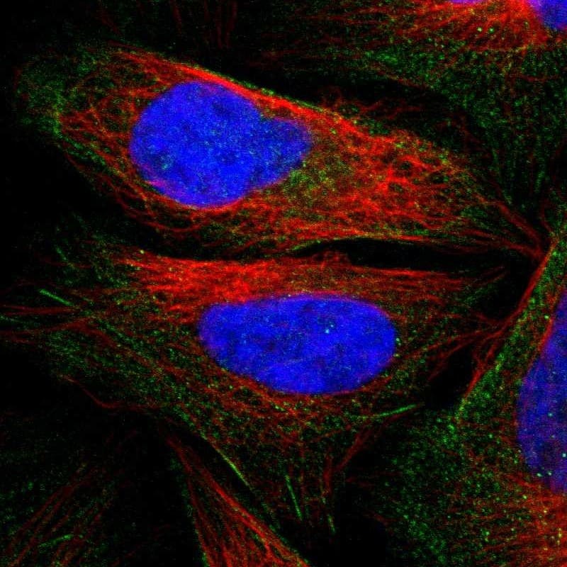 Staining of human cell line U-2 OS shows localization to actin filaments.