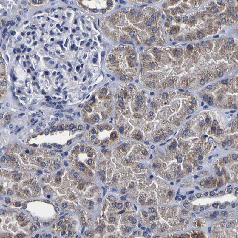 Staining of human kidney shows weak to moderate cytoplasmic positivity in cells in tubules.