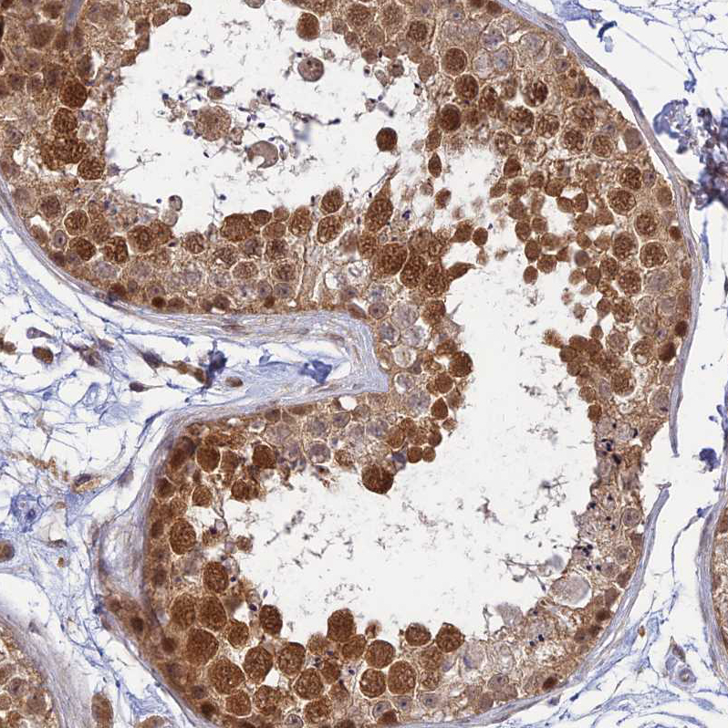 Staining of human testis shows moderate nuclear positivity in cells in seminiferous ducts.