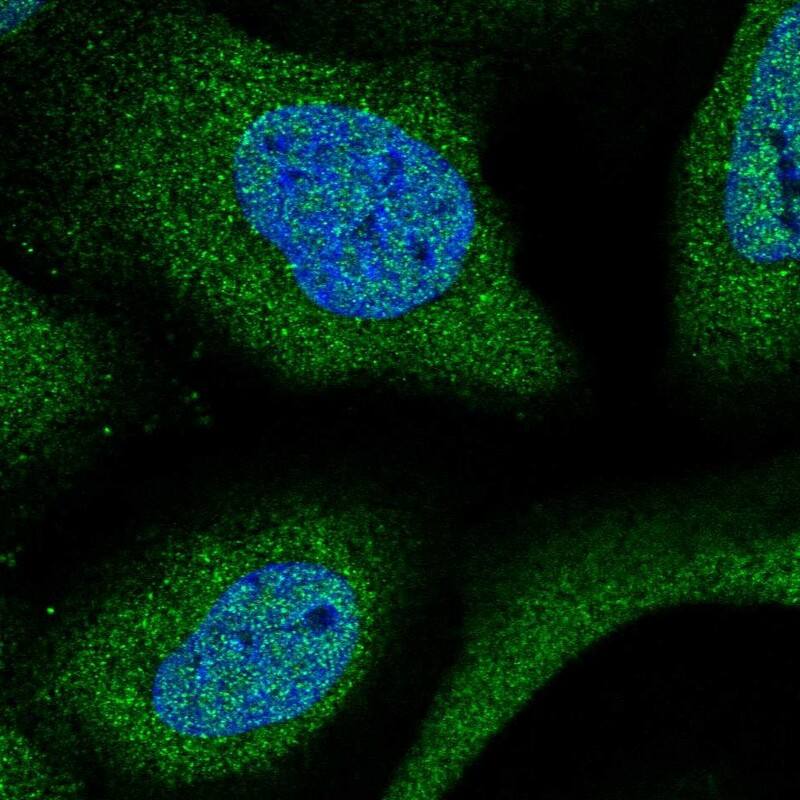 Staining of human cell line U-2 OS shows localization to nucleoplasm & cytosol.