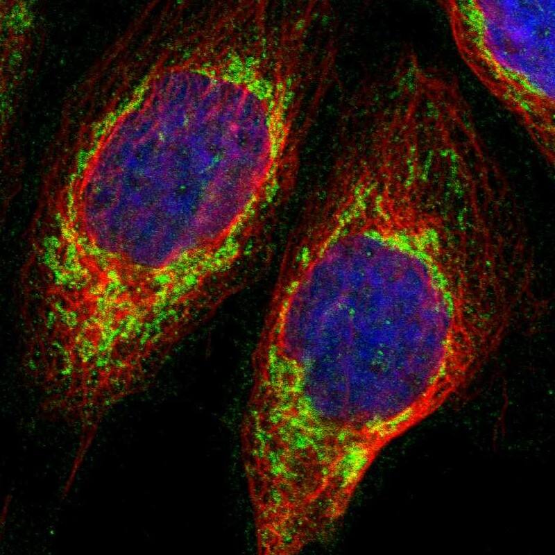 Staining of human cell line A-431 shows localization to mitochondria.