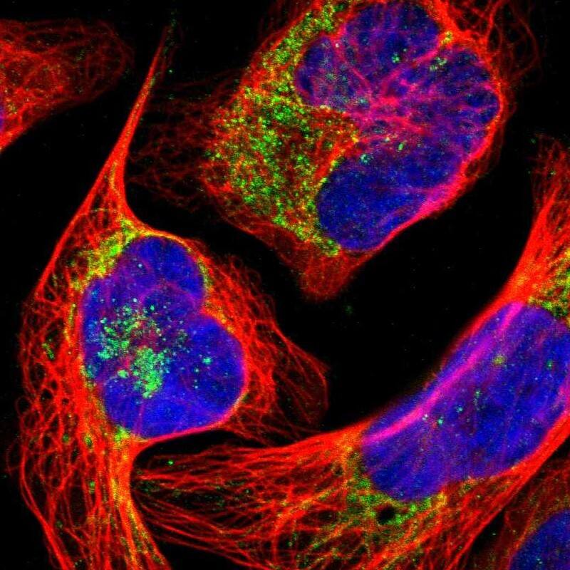 Staining of human cell line U-2 OS shows localization to mitochondria.