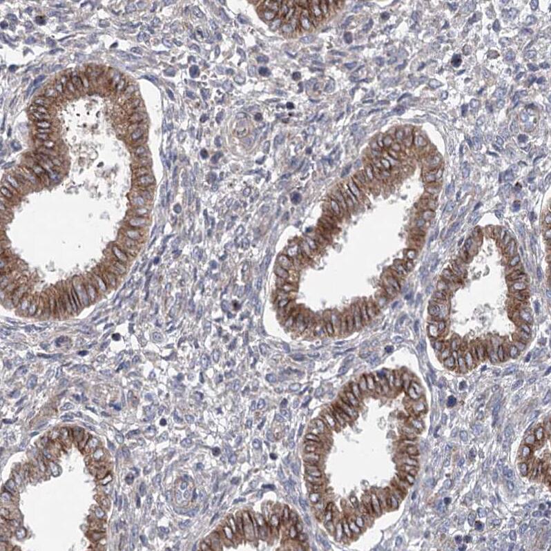 Staining of human endometrium shows moderate cytoplasmic positivity in glandular cells.