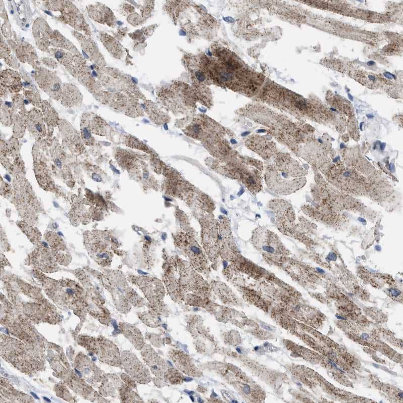 Immunohistochemistry-Paraffin TMEM159 Antibody - BSA Free