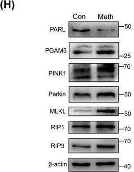 Western Blot PARL Antibody - BSA Free